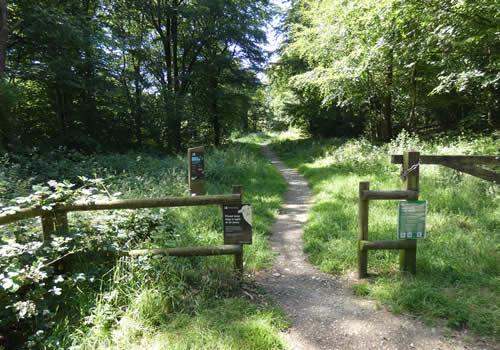 Photo Gallery Image - Idless Woods
