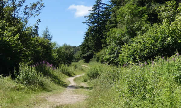 Idless Woods